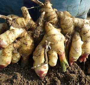 Fresh ginger