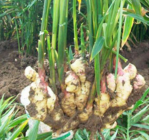 Ginger